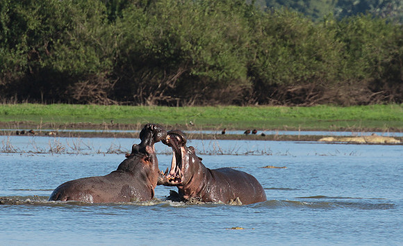 Selous