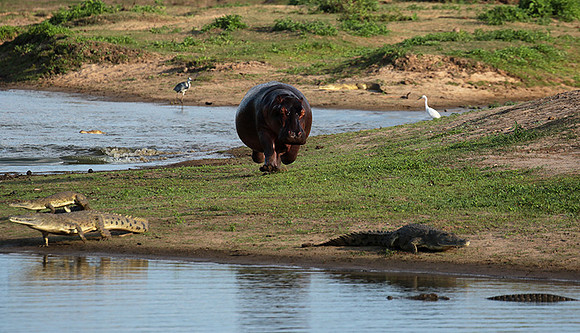 Selous