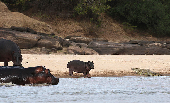 Selous