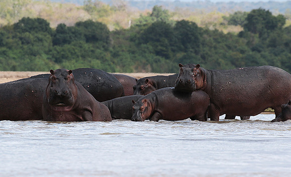 Selous