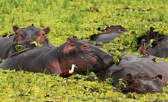 Selous