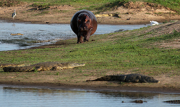 Selous