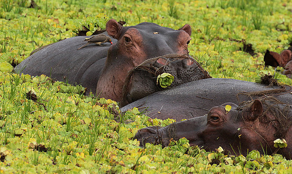 Selous