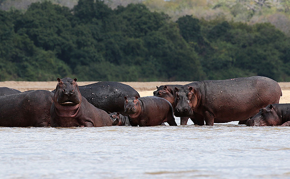 Selous