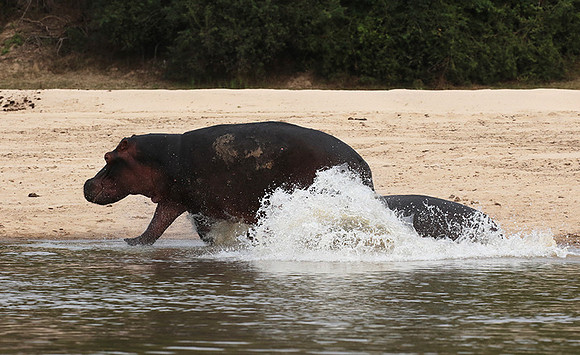 Selous