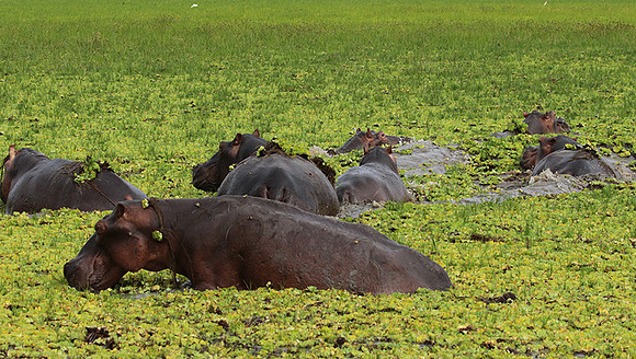 Selous