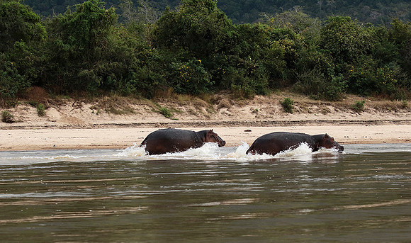 Selous