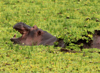 Selous