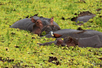 Selous