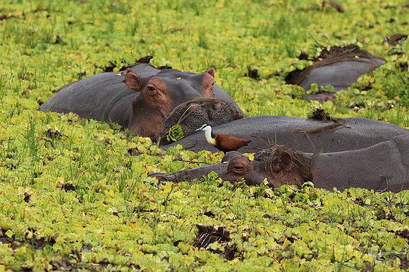 Selous