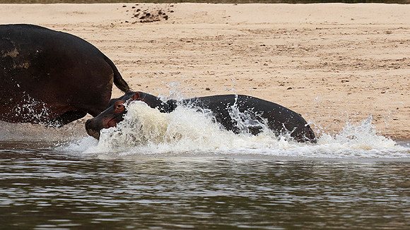 Selous