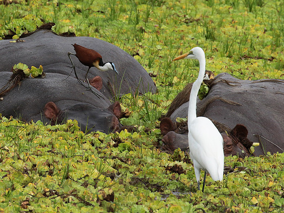 Selous