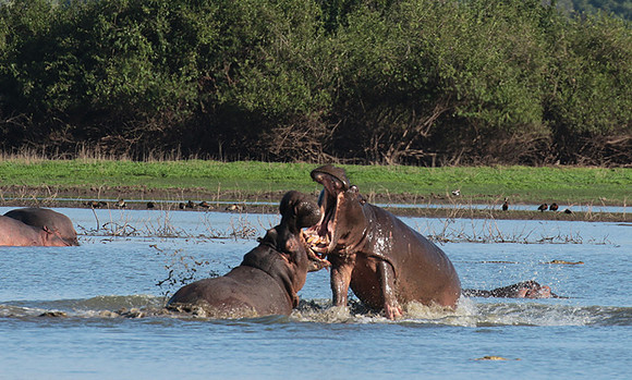 Selous