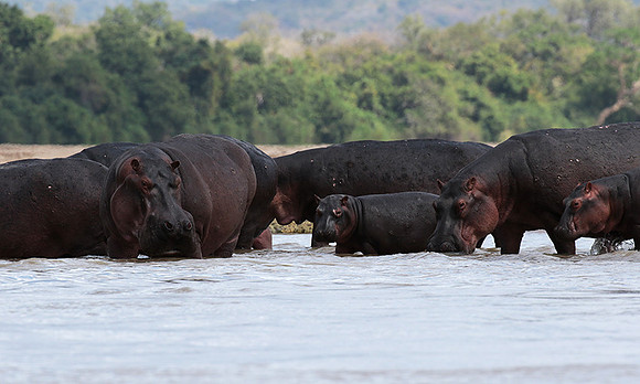 Selous
