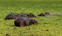 Selous
