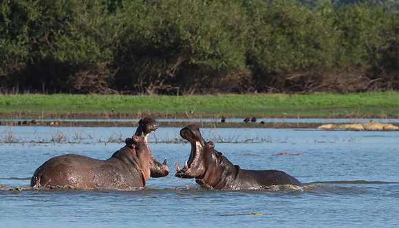 Selous