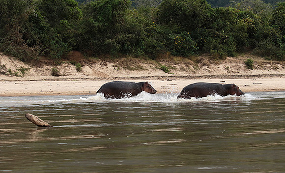 Selous
