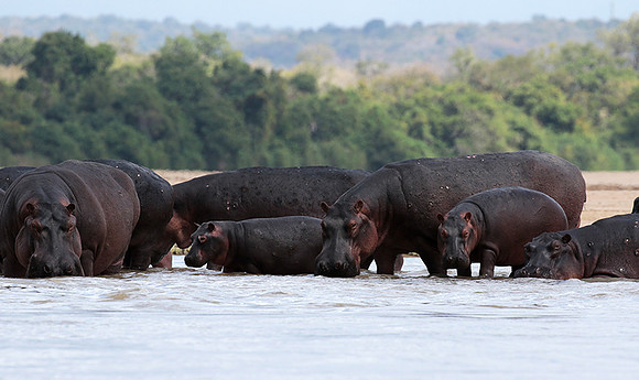 Selous