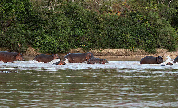 Selous