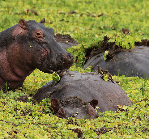 Selous