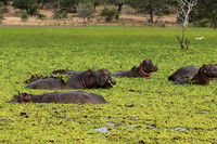 Selous