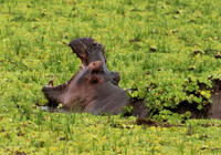 Selous