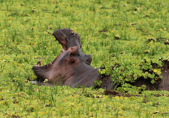 Selous