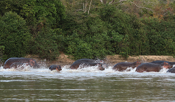 Selous