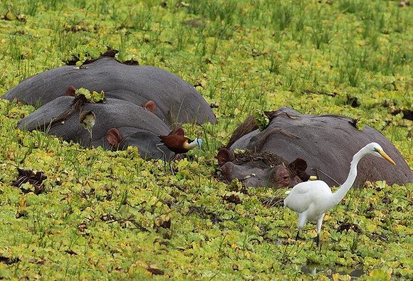 Selous