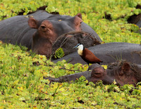 Selous
