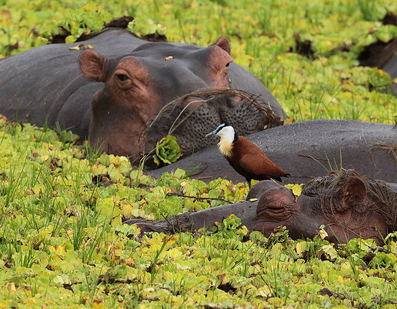 Selous
