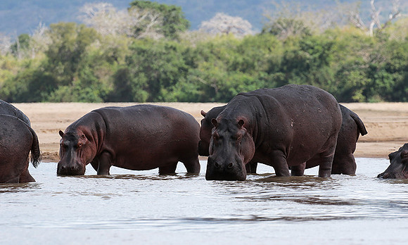 Selous
