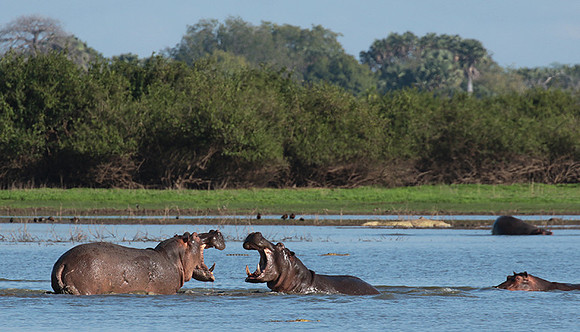 Selous