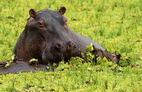Selous