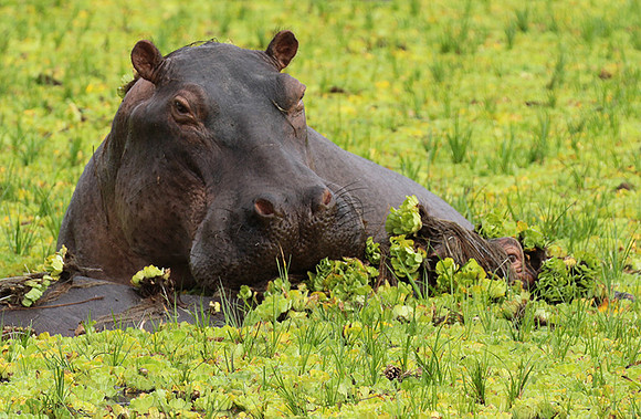 Selous