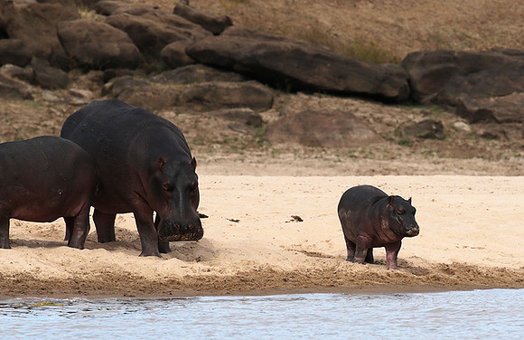Selous