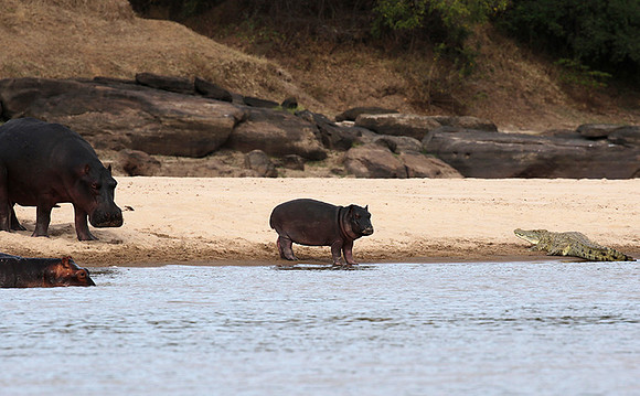Selous