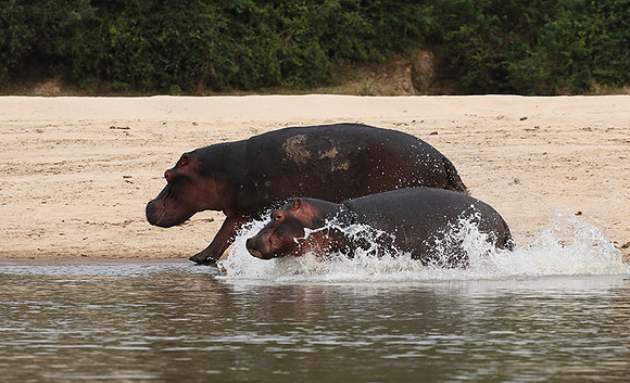 Selous