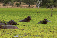 Selous