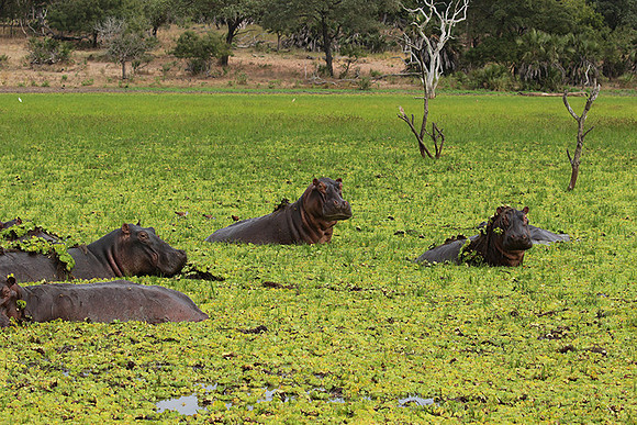 Selous