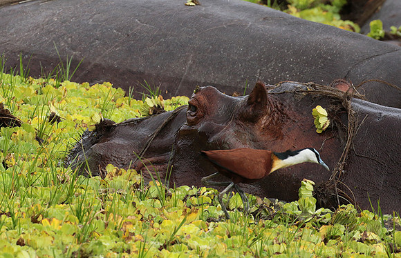 Selous