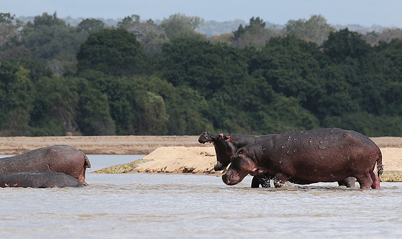 Selous