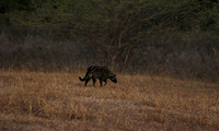 Selous