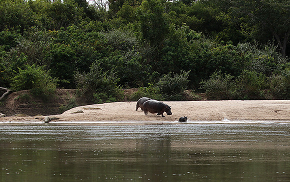 Selous