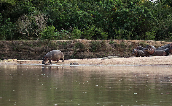Selous