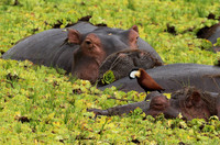 Selous