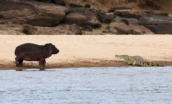 Selous