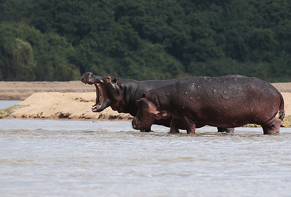 Selous