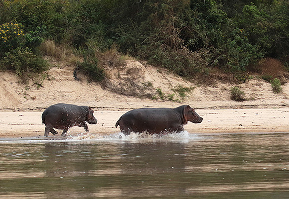 Selous