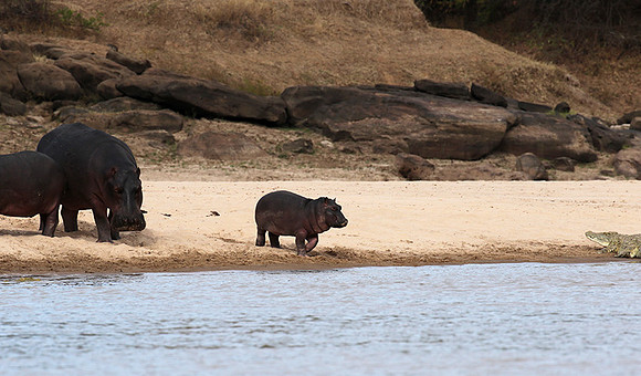 Selous
